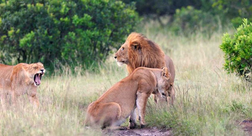 Lion et lionnes au Kenya pour un safari