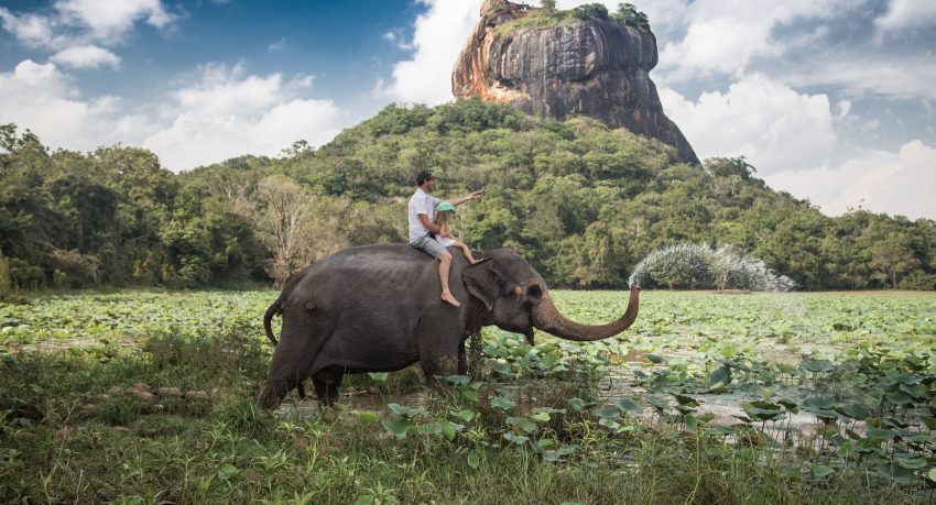 Elephant au pays du Sri Lanka avec sa population musulmane halal muslim friendly